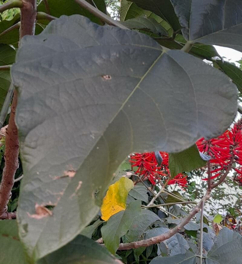 Erythrina speciosa — search result for 'Erythrina'