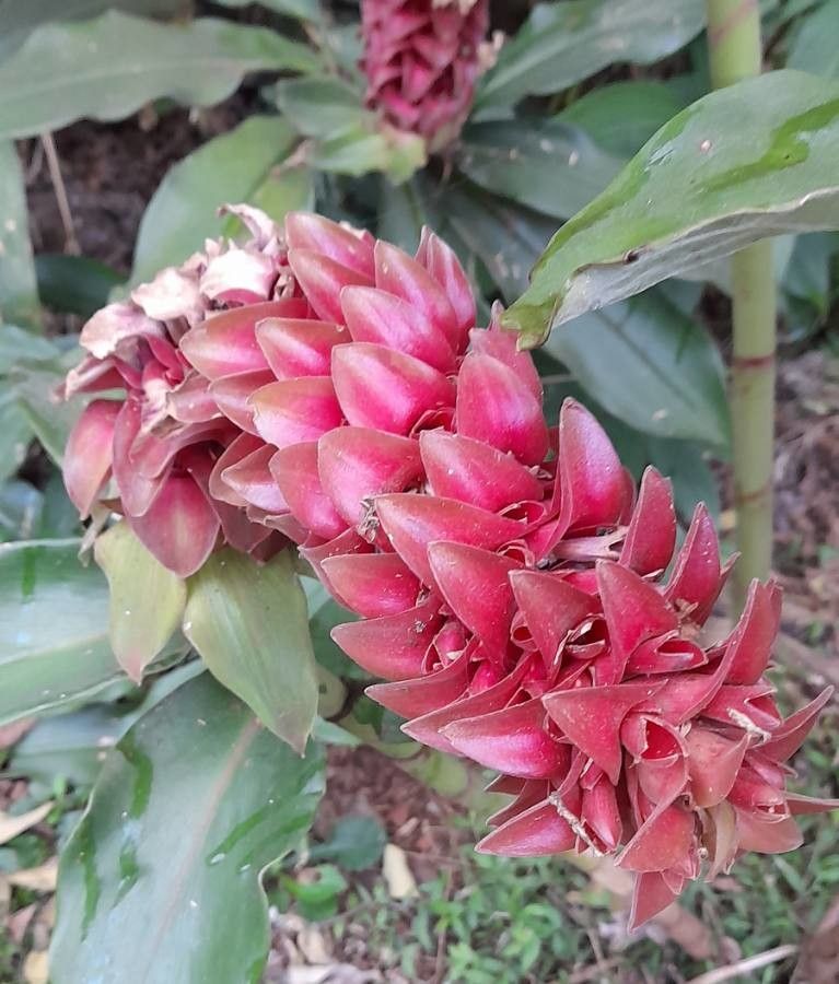 Costus comosus flower