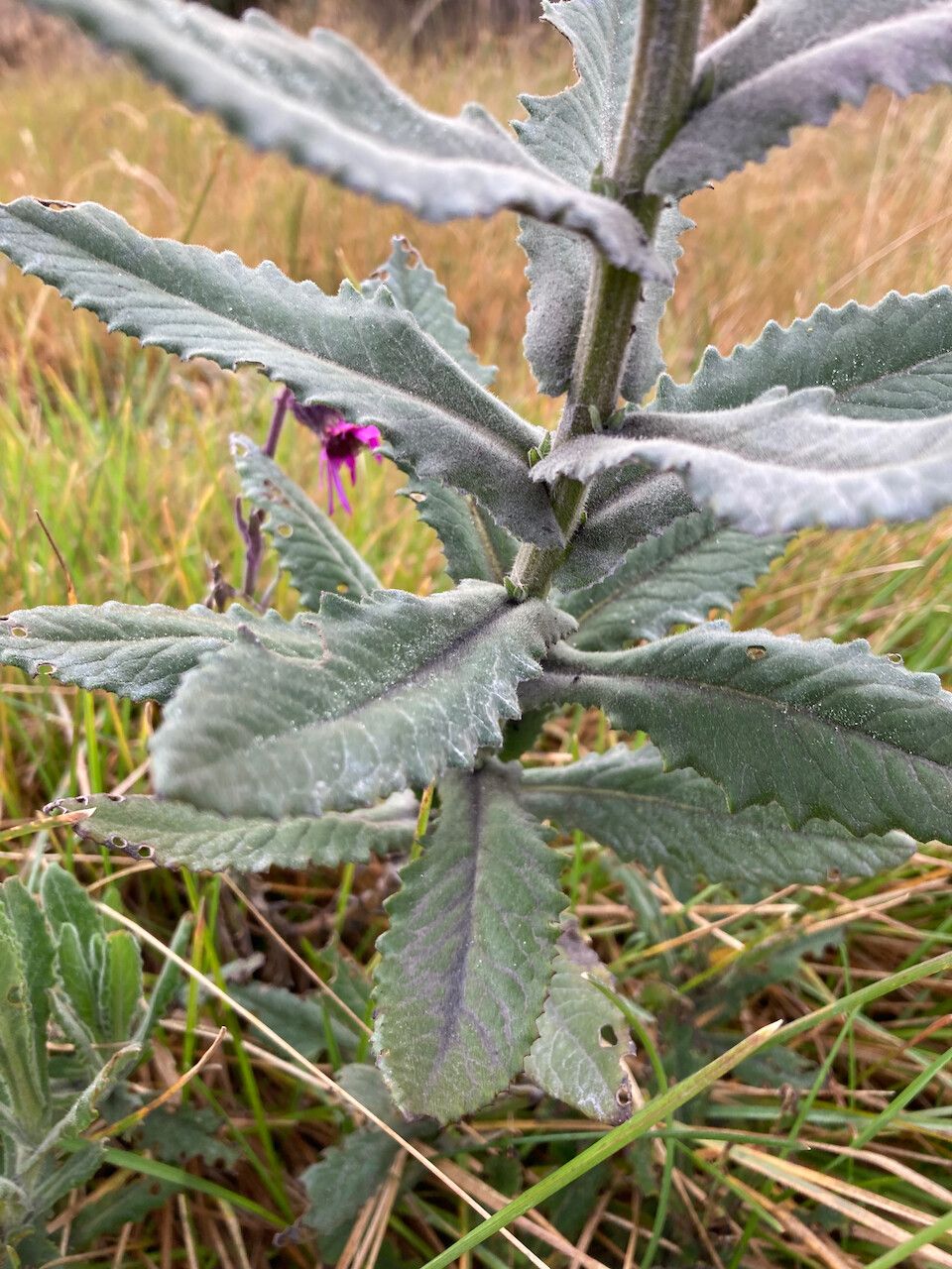 Senecio wedglacialis — houseplant care guide