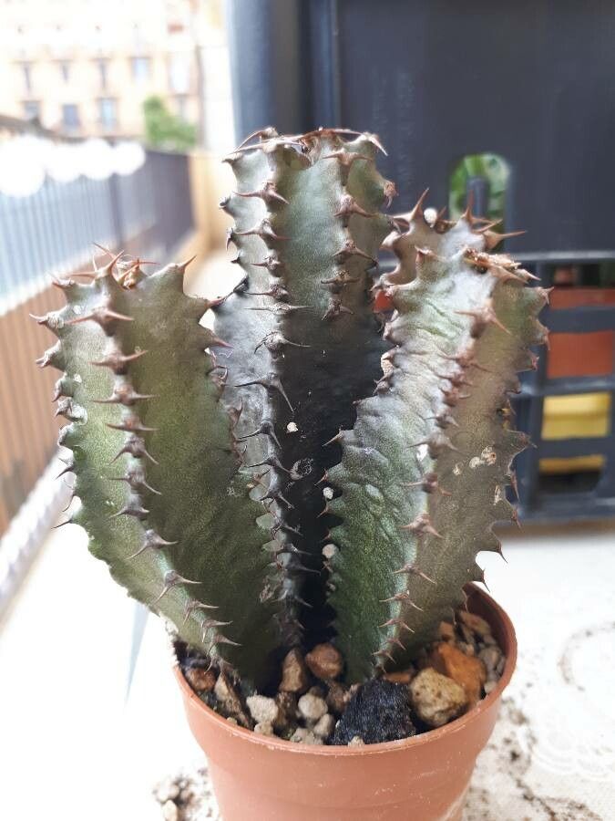 Euphorbia zoutpansbergensis leaf