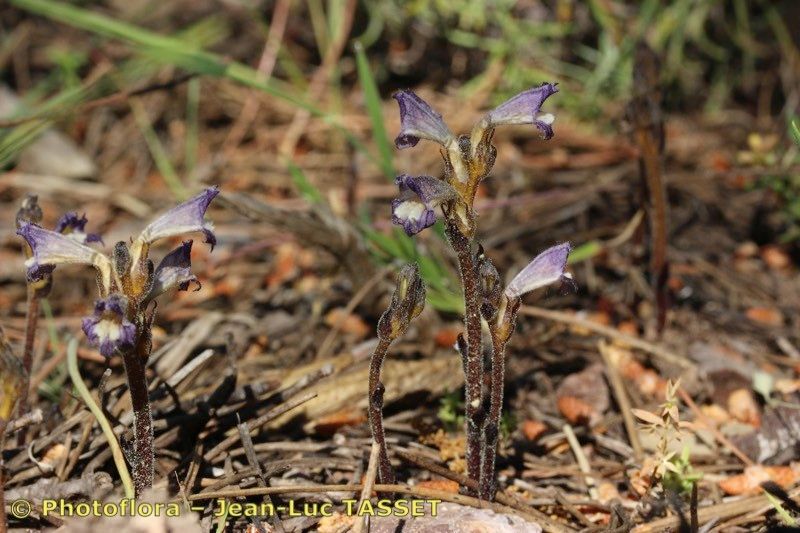 Phelipanche olbiensis habit
