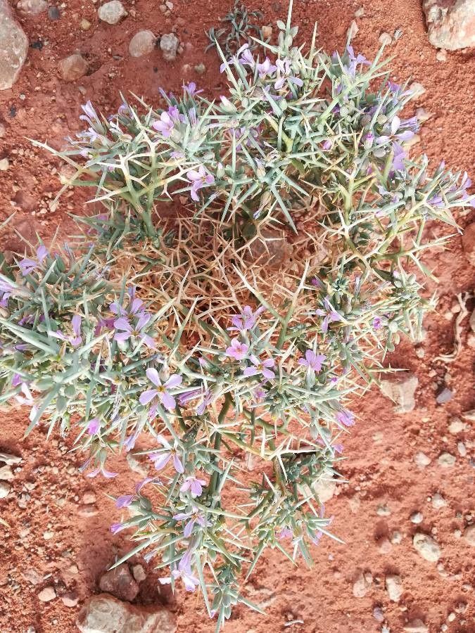 Zilla macroptera flower