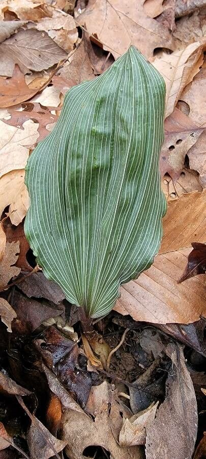 Aplectrum hyemale — full shade houseplant