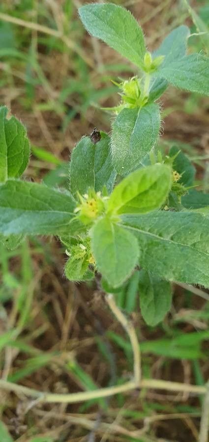 Acanthospermum hispidum flower
