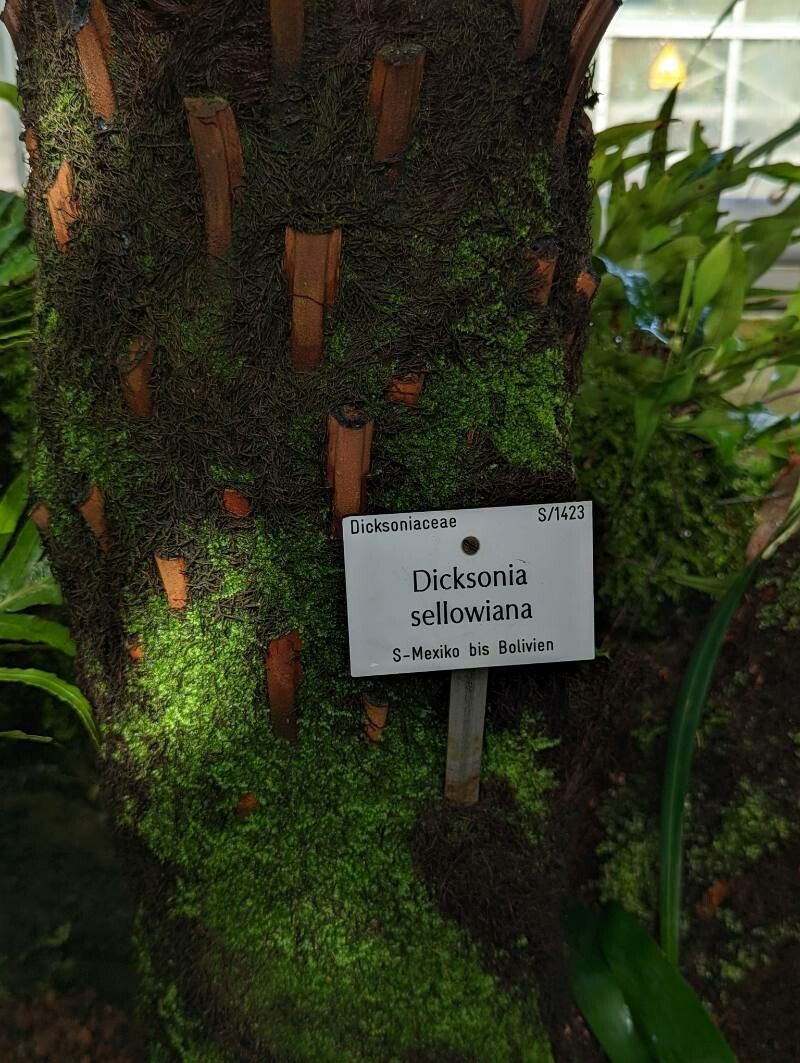 Dicksonia sellowiana bark