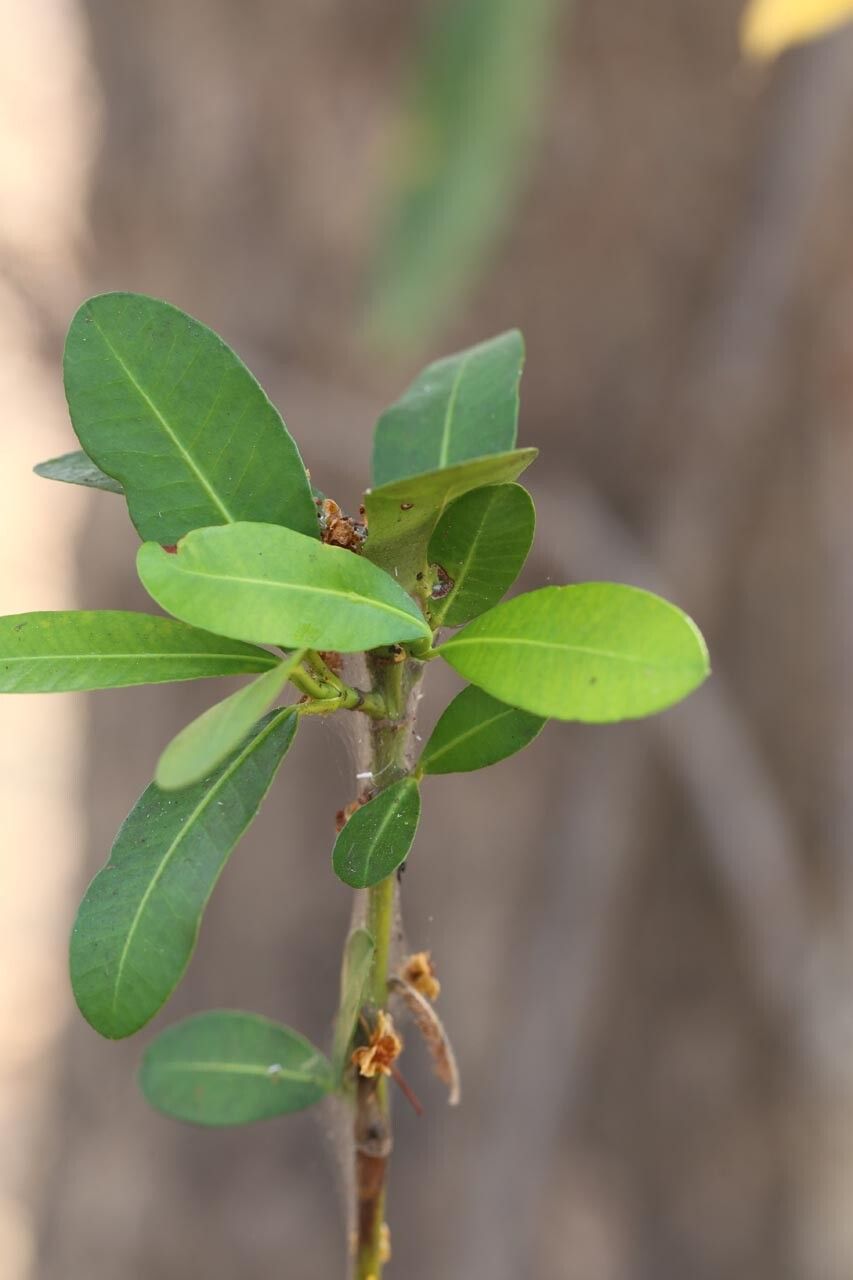 Garcinia robsoniana leaf