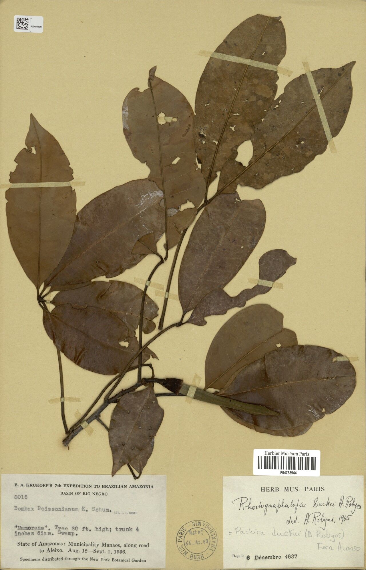 Pachira duckei leaf