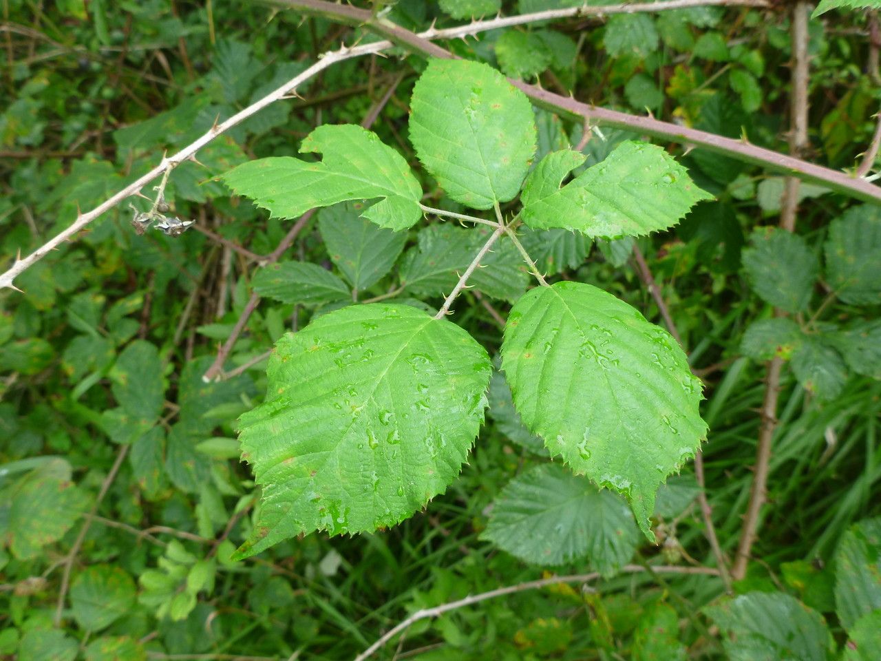 Rubus cuspidifer leaf