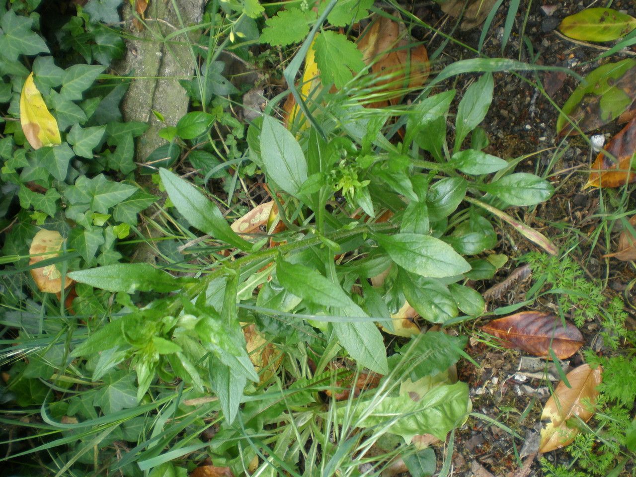 Aster squamatus — search result for 'Symphyotrichum'