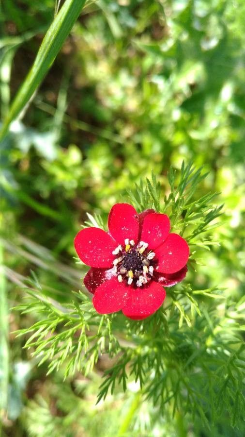 Adonis annua flower