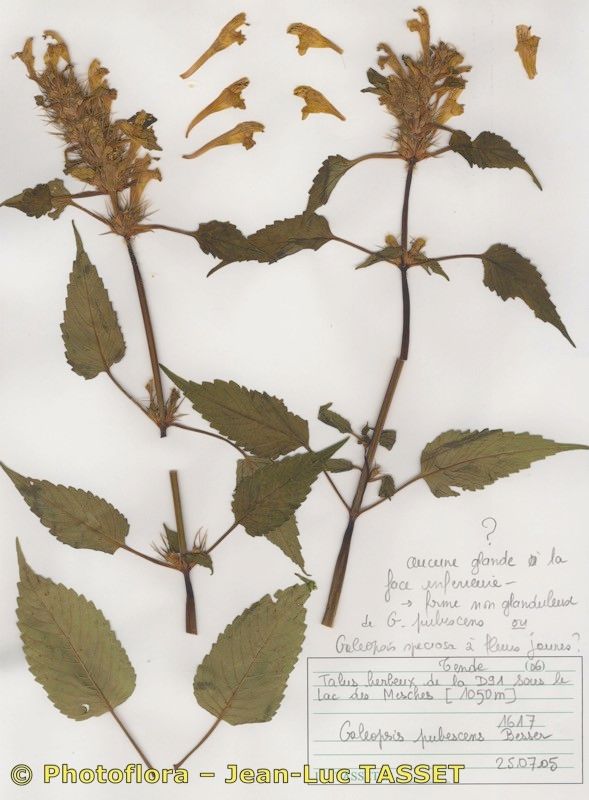 Galeopsis × polychroma habit