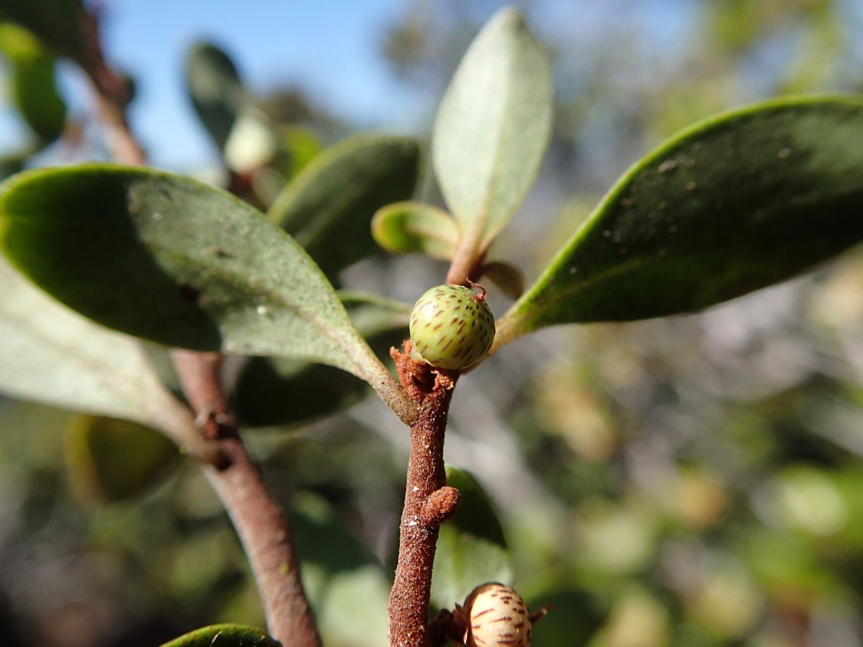 Myrsine asymmetrica fruit