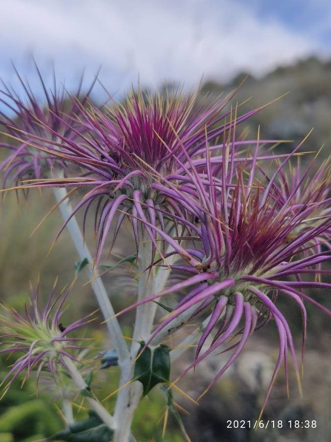 Ptilostemon hispanicus flower