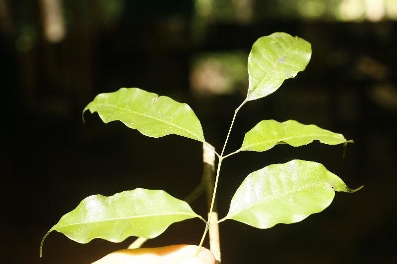 Protium gallicum leaf