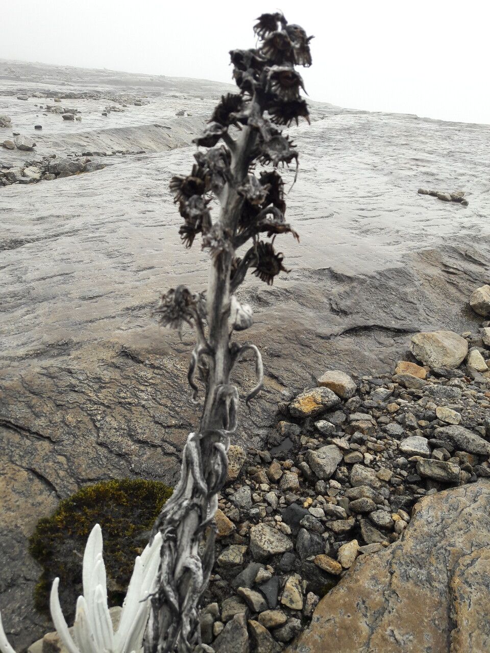 Senecio niveoaureus fruit