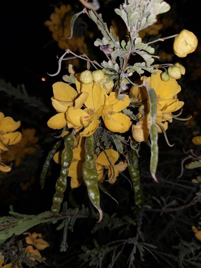 Cytisus purgans fruit