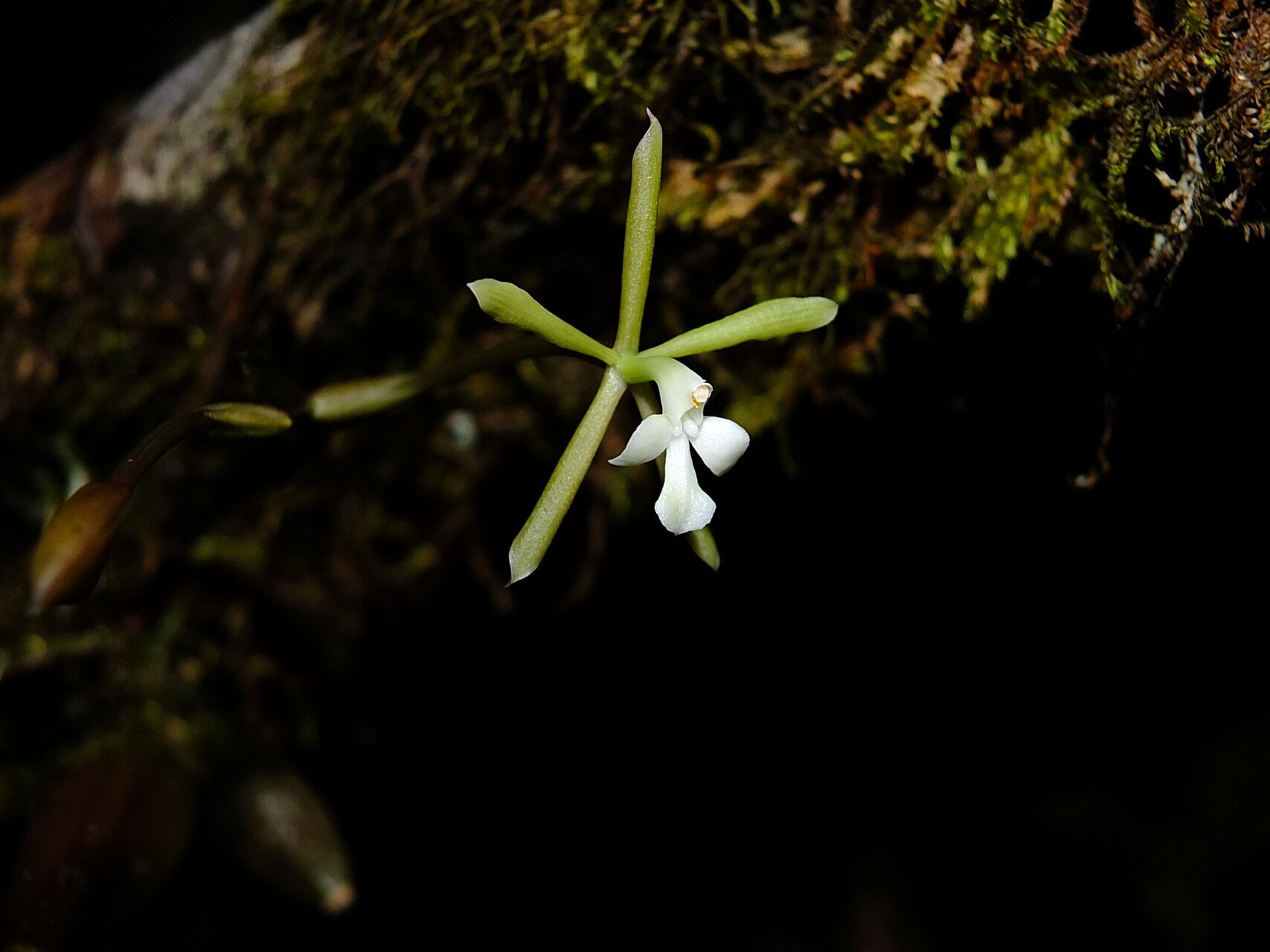Epidendrum purpurascens — houseplant care guide