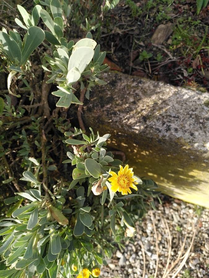 Hertia cheirifolia fruit