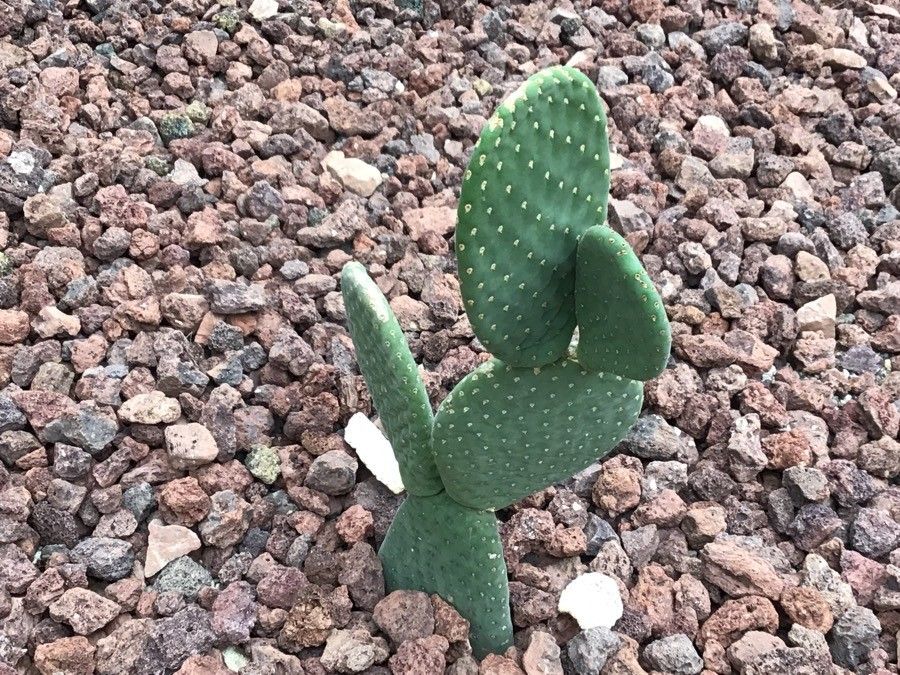 Tacinga inamoena — search result for 'Cactaceae'