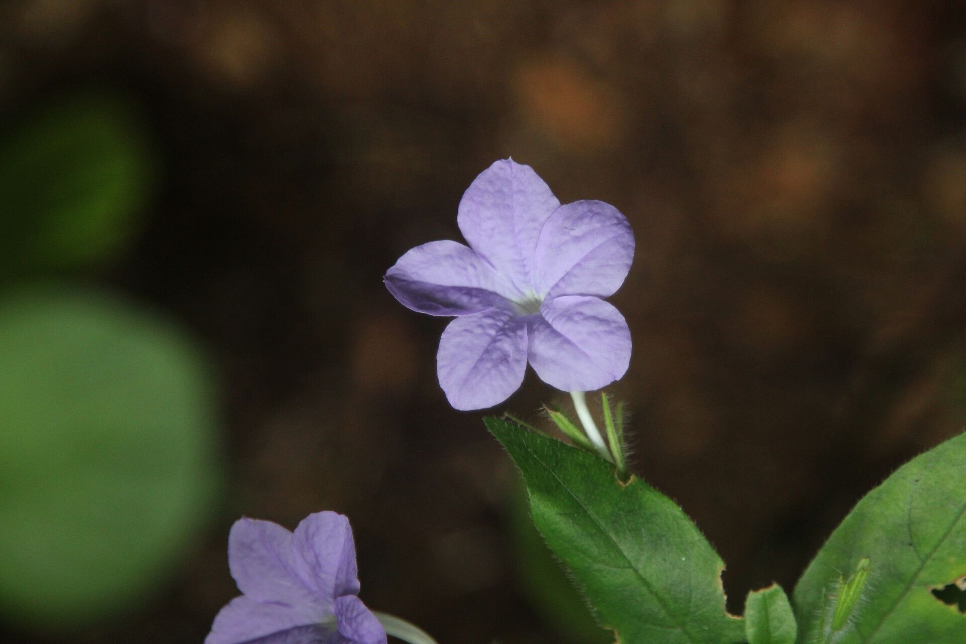 Ruellia primuloides flower