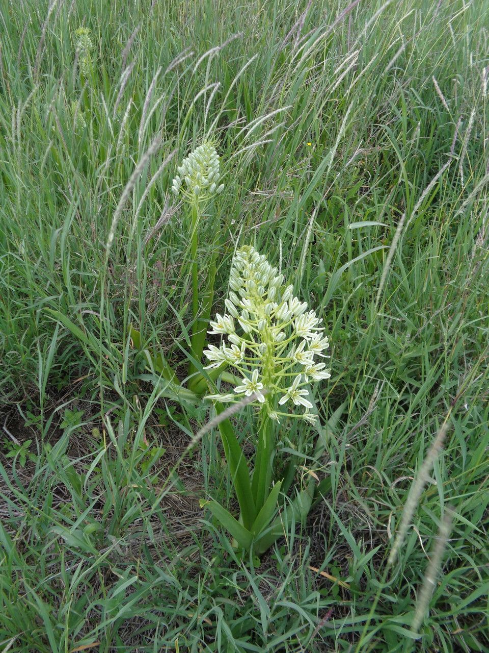Albuca donaldsonii — houseplant care guide