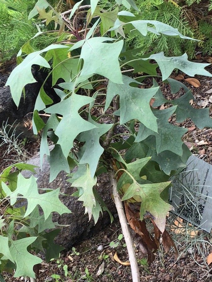 Sonchus pendulus — search result for 'Sonchus'