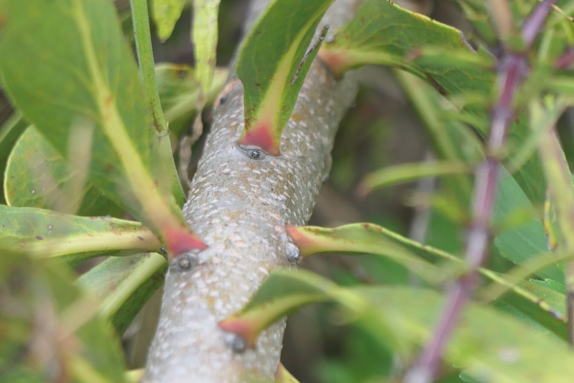 Protea obtusifolia bark