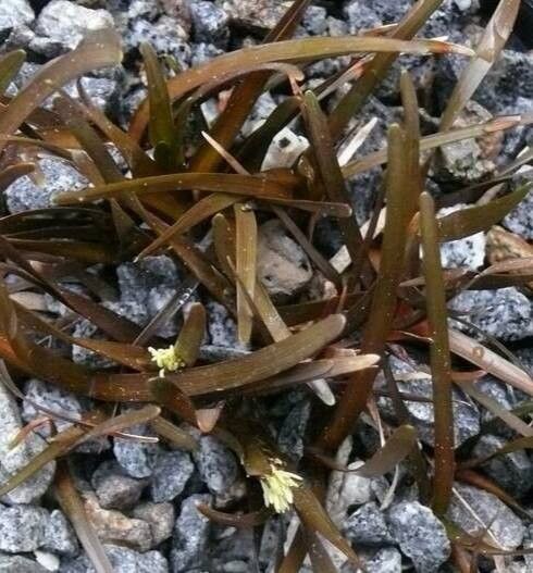 Carex talbotii — houseplant care guide