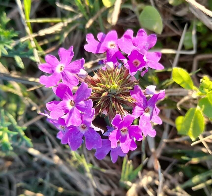 Glandularia tenera flower