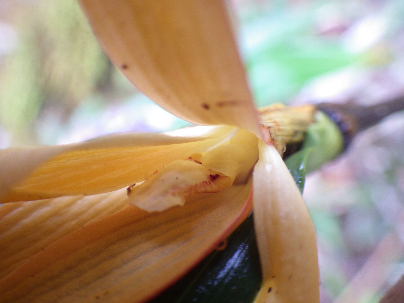 Dendrobium auricolor flower