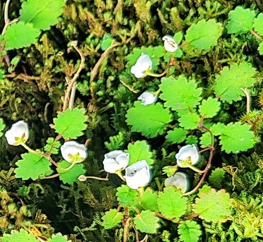 Jovellana repens — related species from the same genus