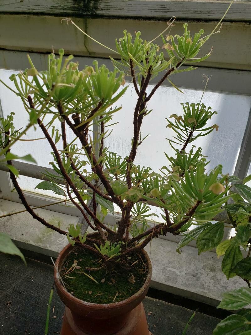 Oxalis teneriensis habit
