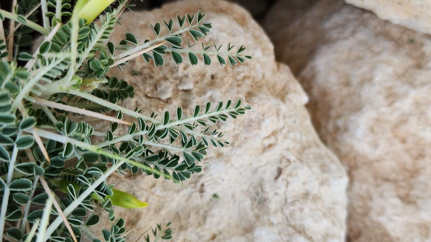 Astragalus sieberi leaf