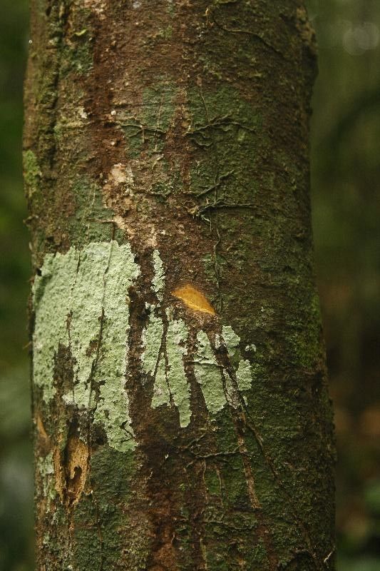 Jupunba mataybifolia bark