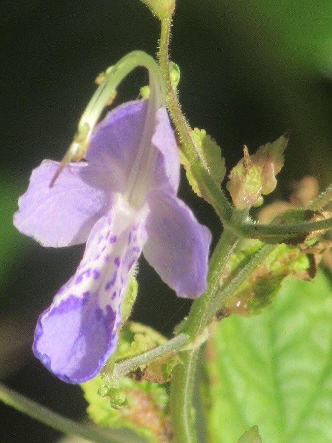 Tripora divaricata flower