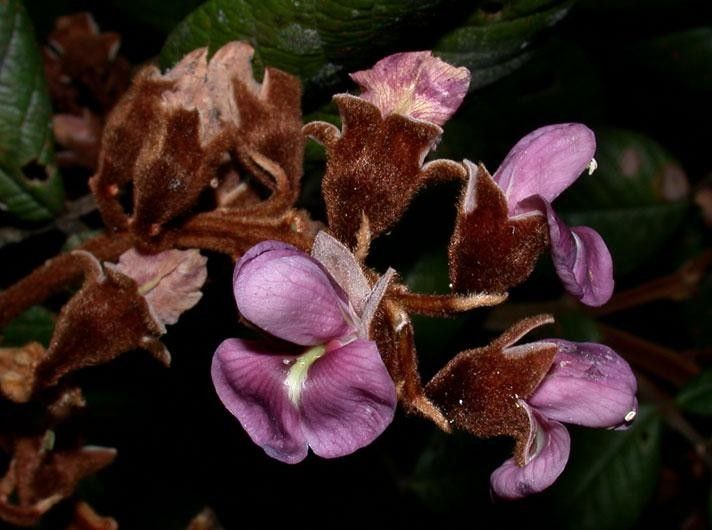 Ormosia velutina flower