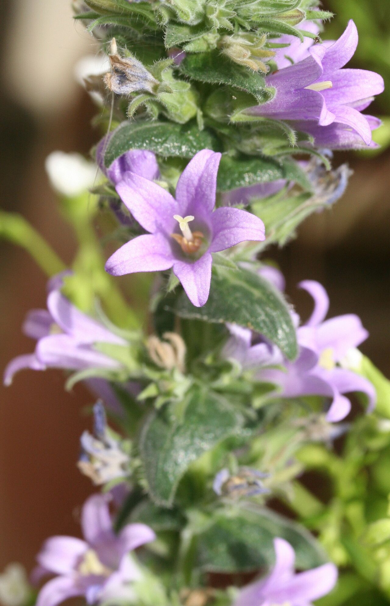 Campanula ajugifolia flower