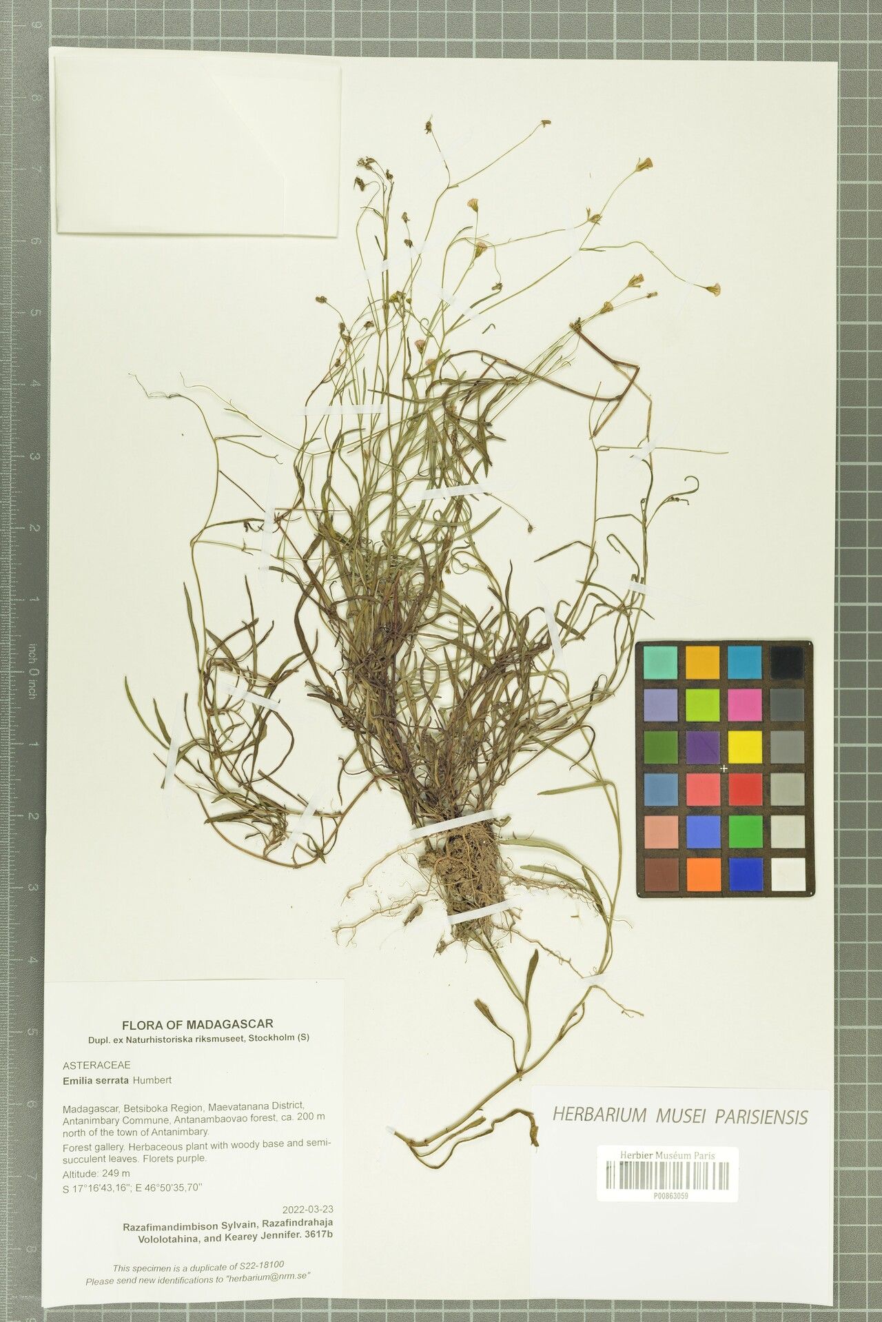 Emilia serrata — houseplant care guide