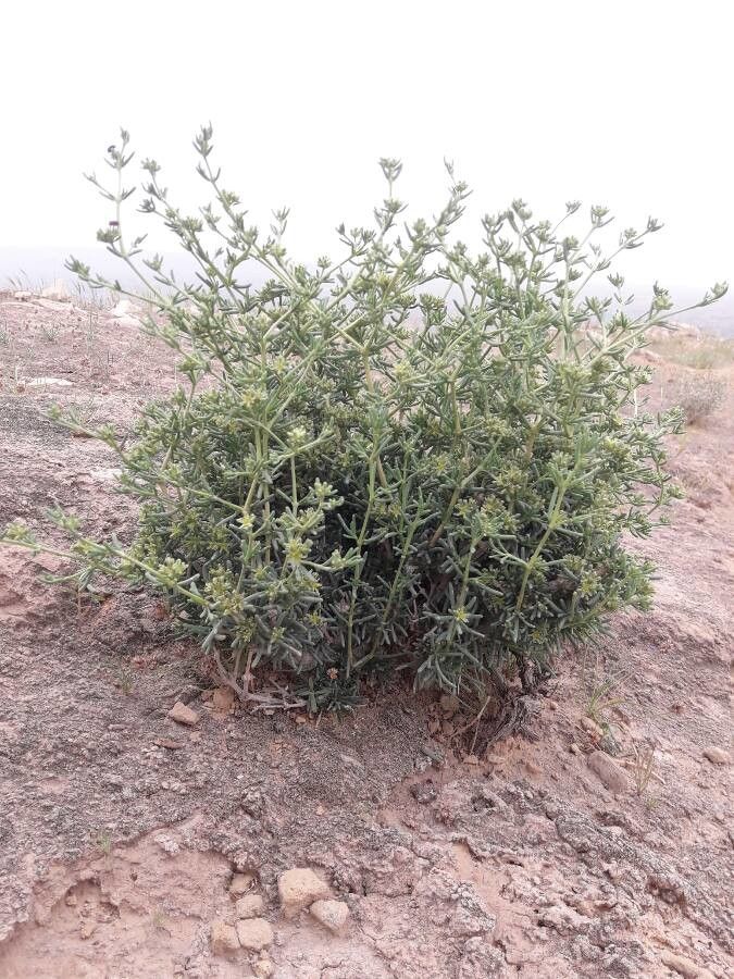 Gymnocarpos decander habit