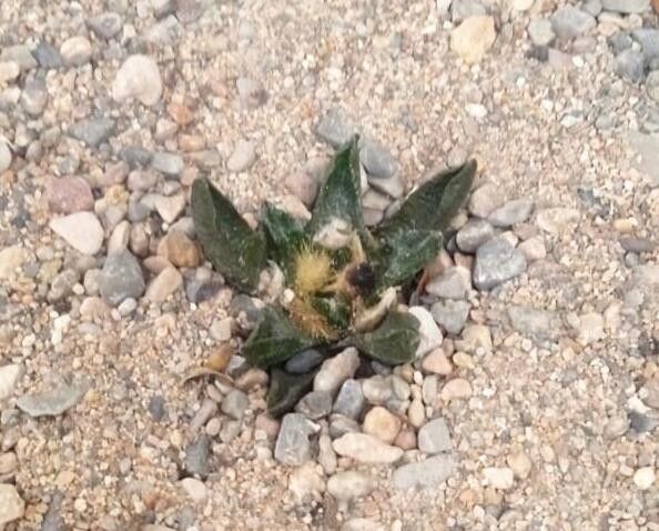 Ariocarpus scaphirostrus leaf