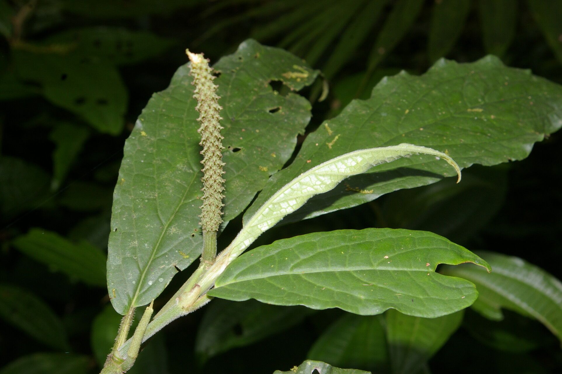 Piper brevistylum — houseplant care guide