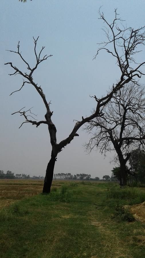 Ulmus thomasii habit