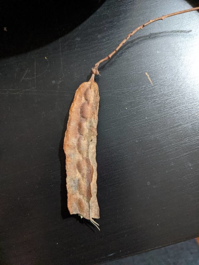 Sesbania drummondii fruit