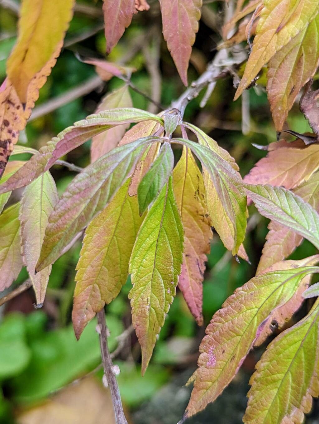 Elsholtzia stauntonii — houseplant care guide