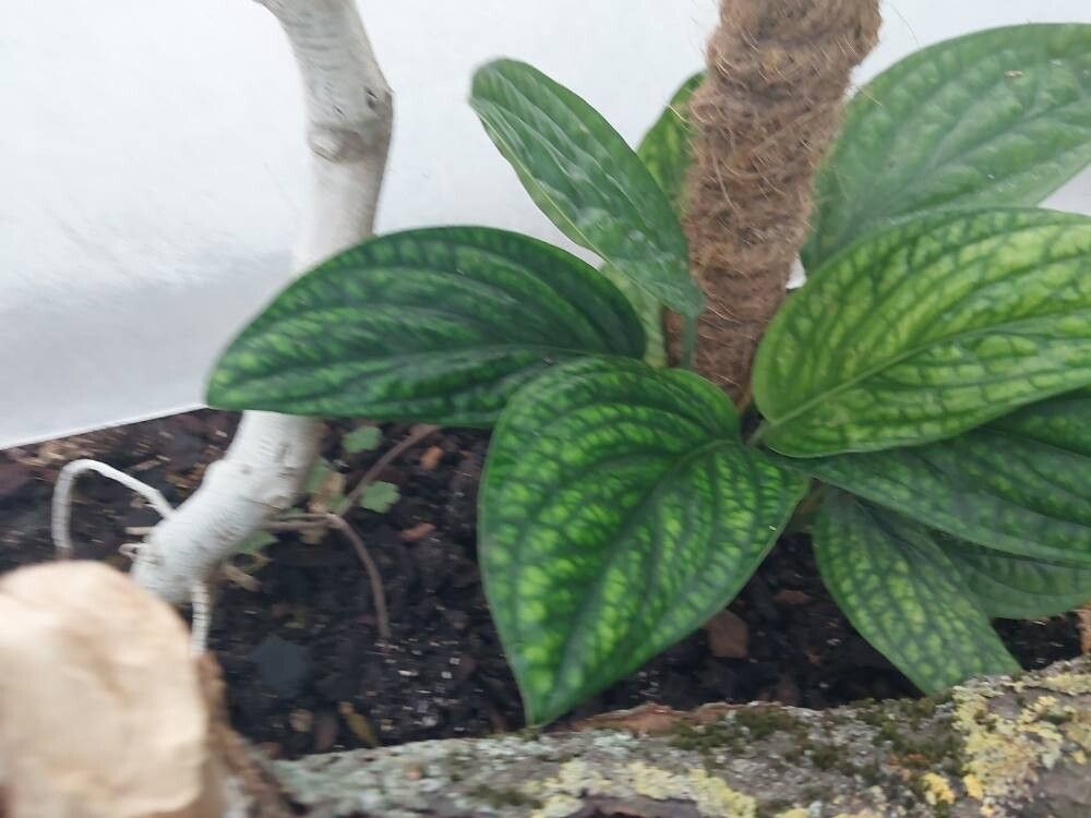 Philodendron opacum