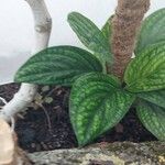 Philodendron opacum