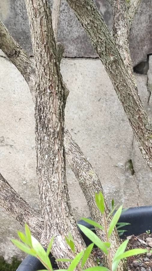 Callistemon phoeniceus bark