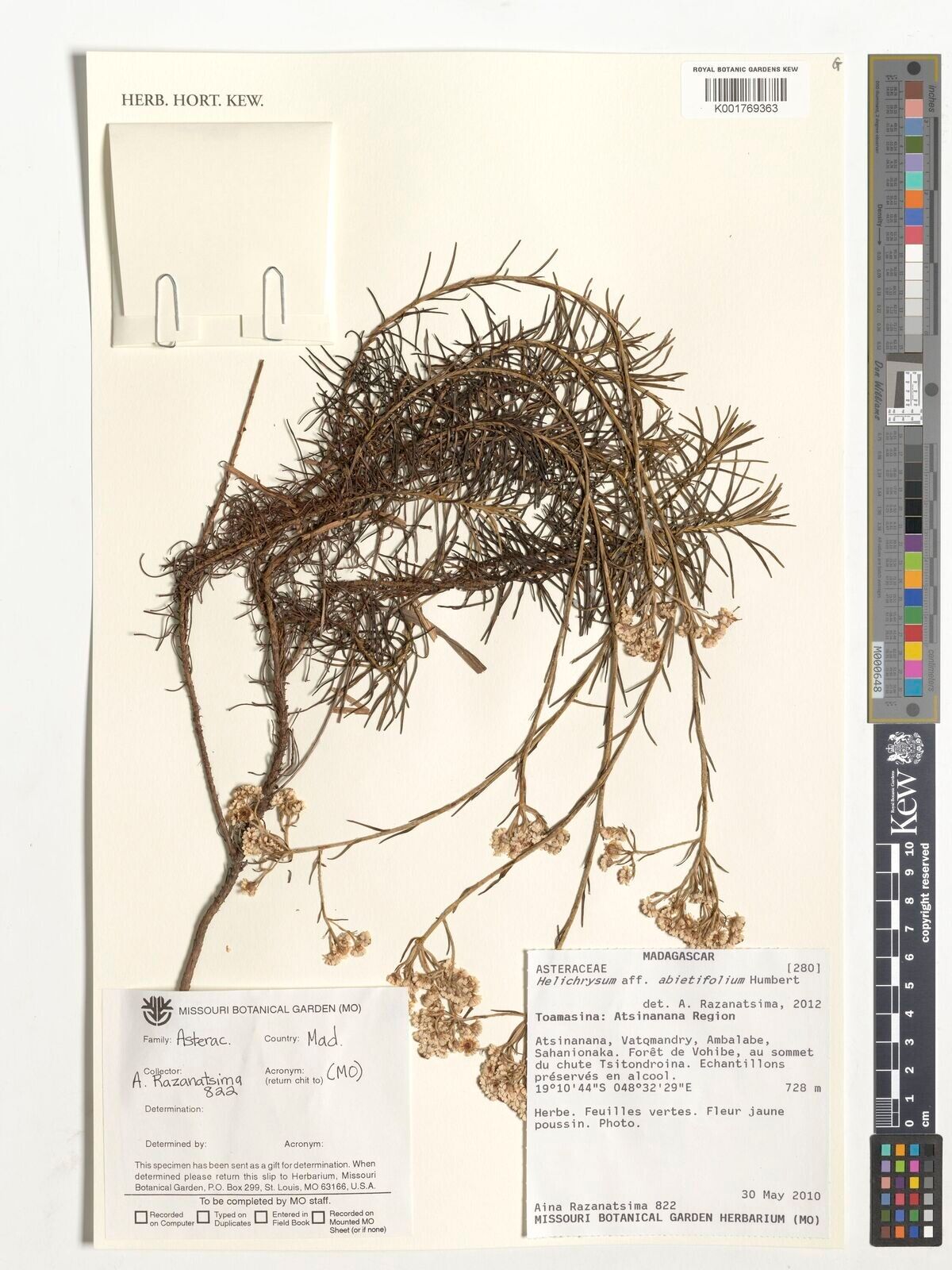 Helichrysum abietifolium