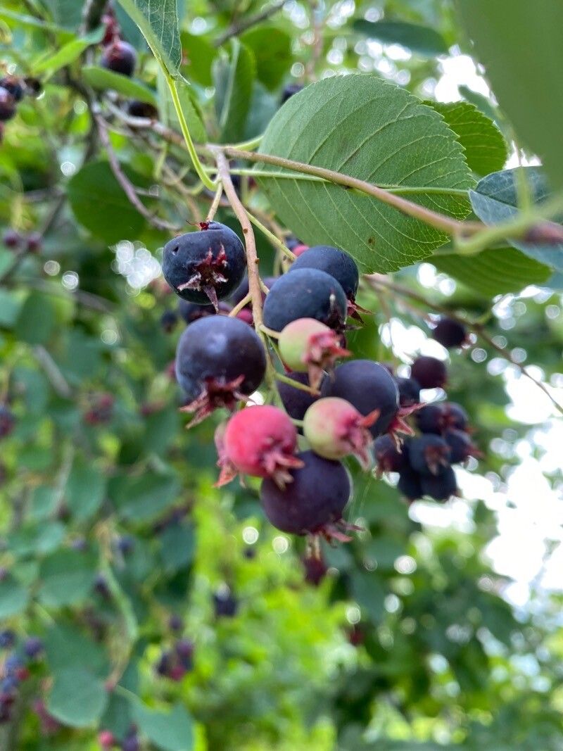 Amelanchier spicata fruit