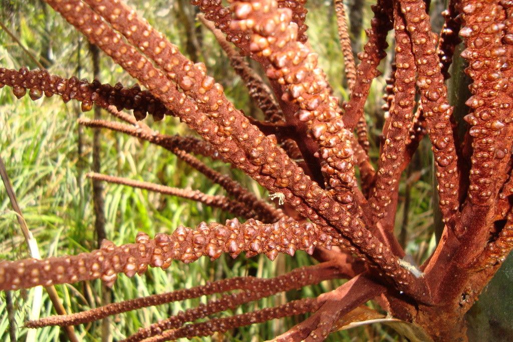 Basselinia porphyrea flower